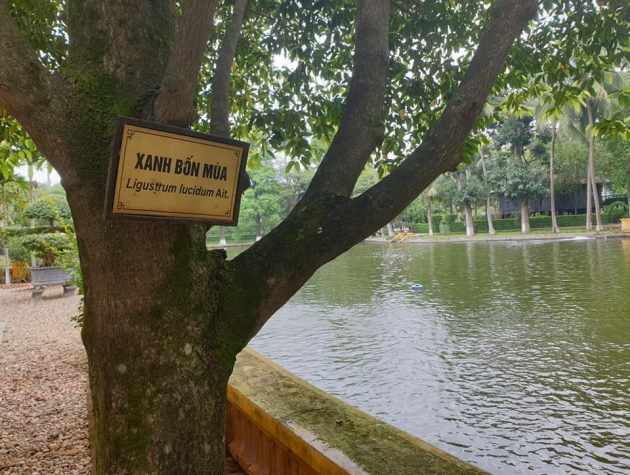 Học theo tấm gương Hồ Chí Minh phát triển cây Xanh Bốn Mùa thành cây xanh đô thị